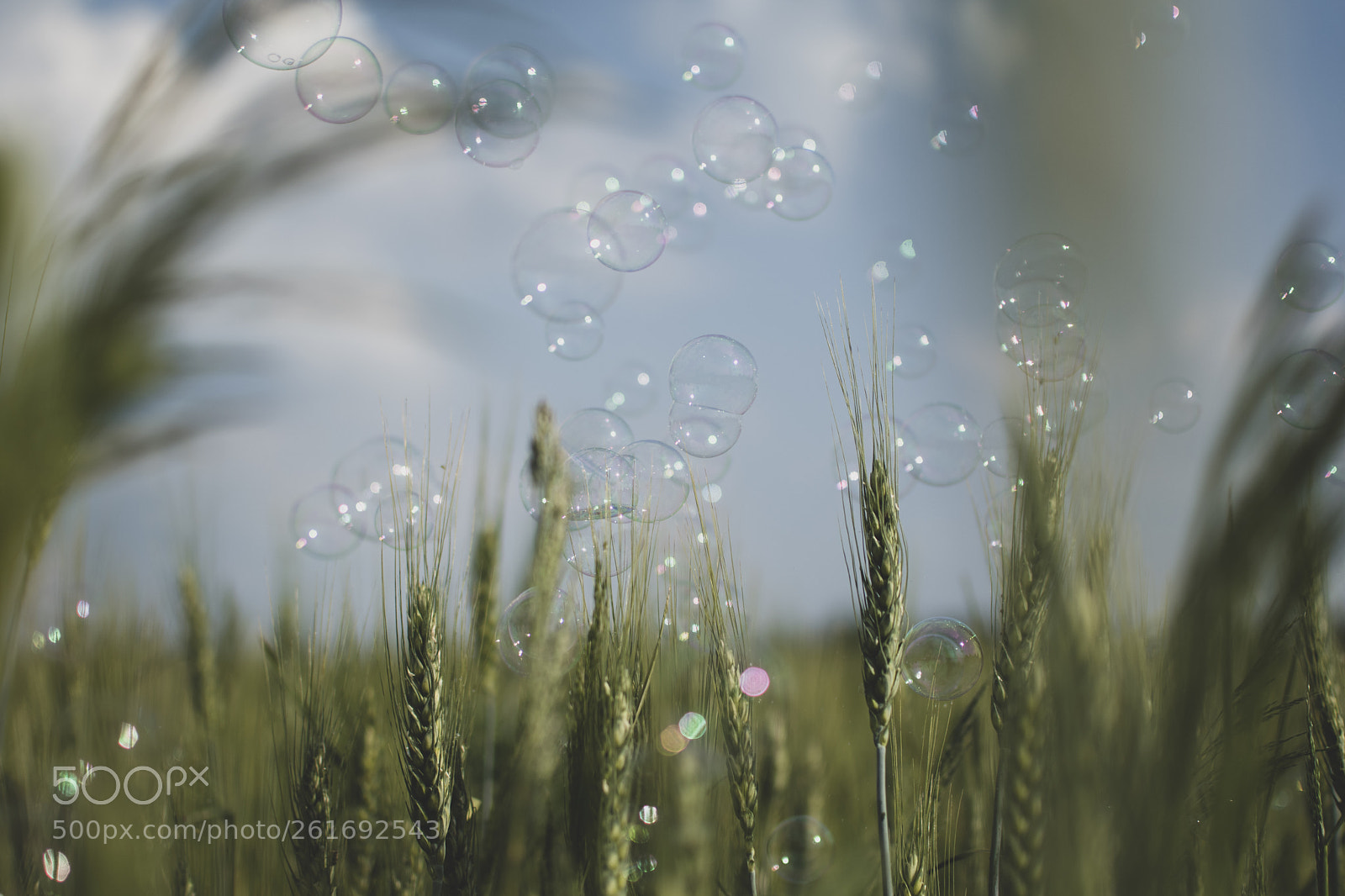 Nikon D5500 sample photo. Bubble photography