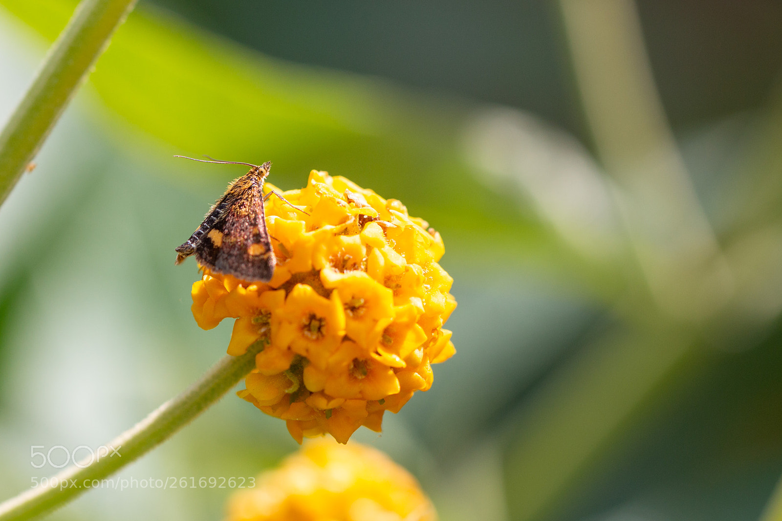 Canon EOS 70D sample photo. Buddleia moth photography