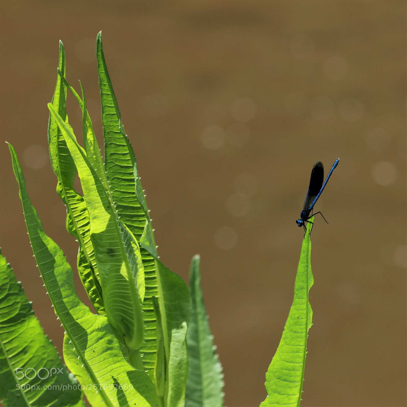 Canon EOS 60D sample photo. Bleue jusqu'au bout photography