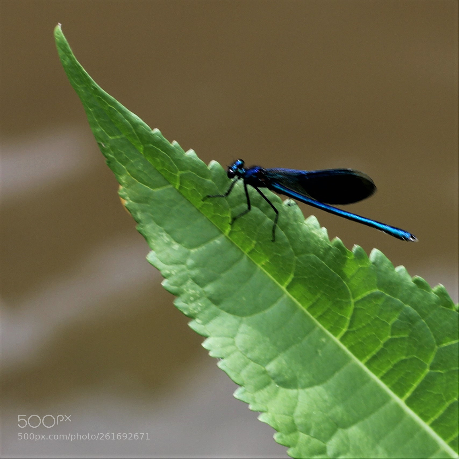 Canon EOS 60D sample photo. Bleu sur vert photography