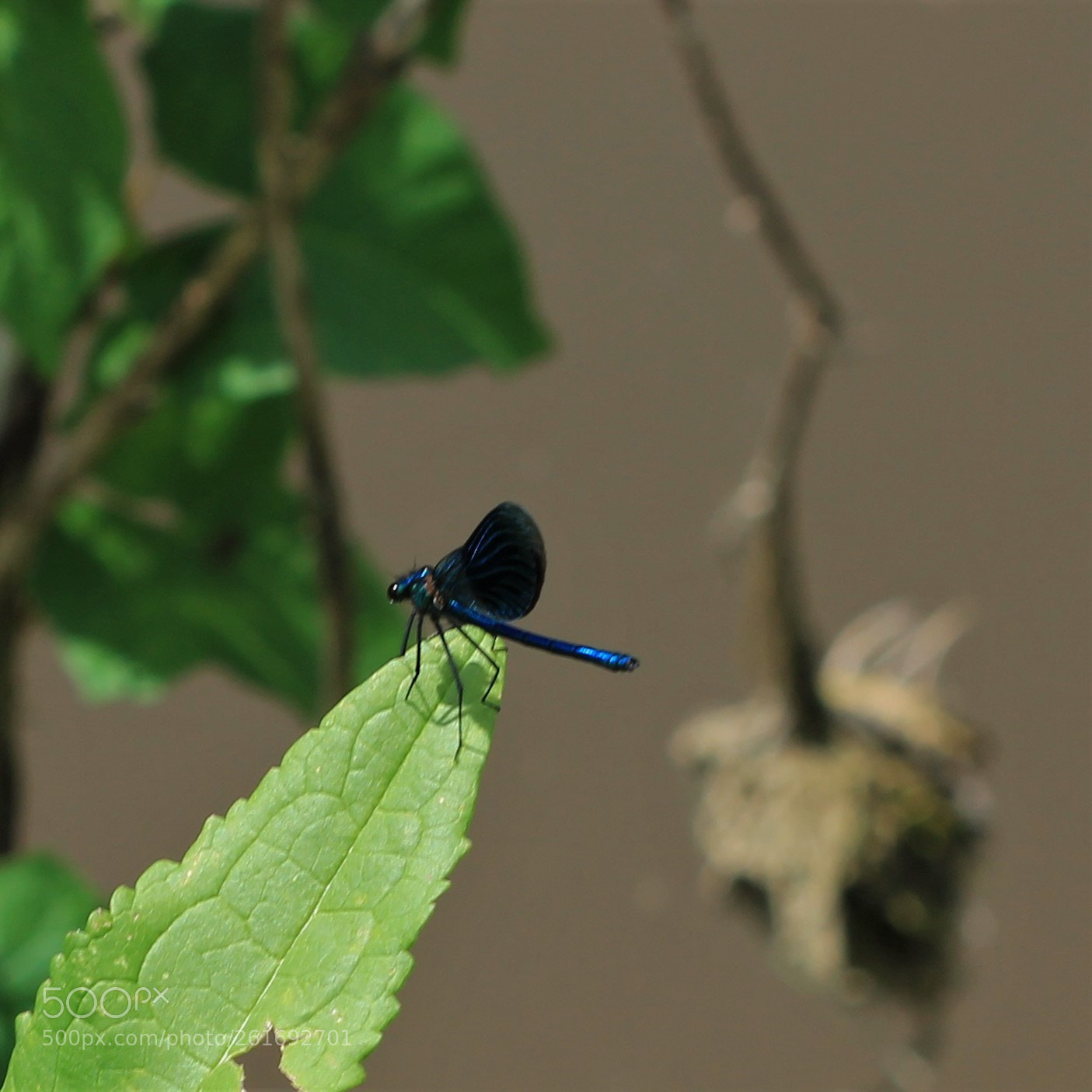 Canon EOS 60D sample photo. La belle bleue photography