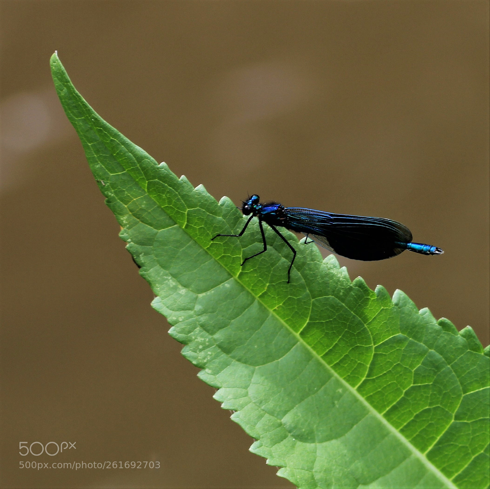 Canon EOS 60D sample photo. La libellule bleue photography