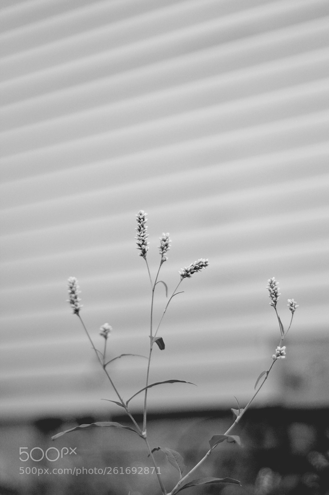 Canon EOS 60D sample photo. Delicate photography