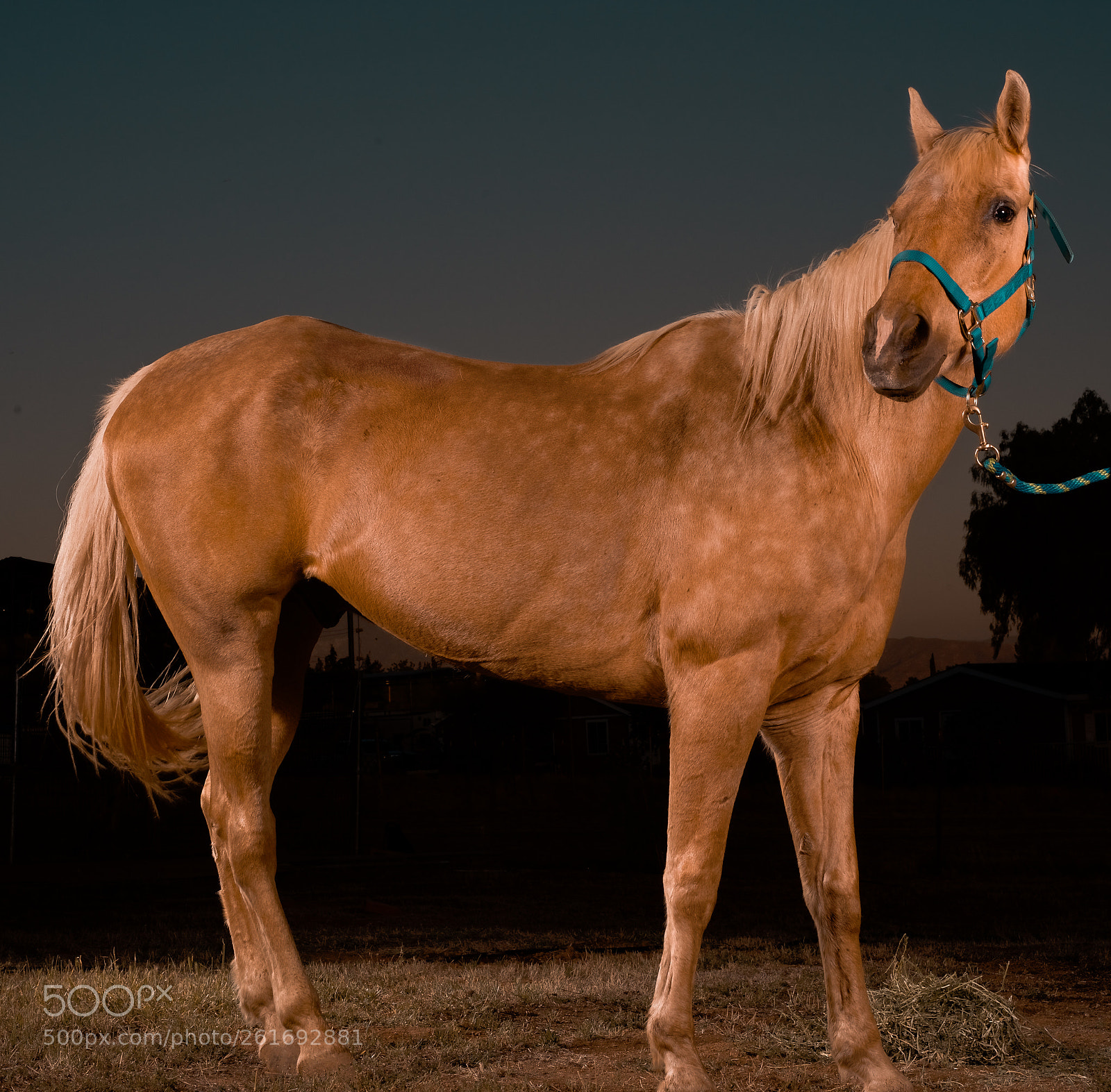 Sony a7 II sample photo. Dsc photography