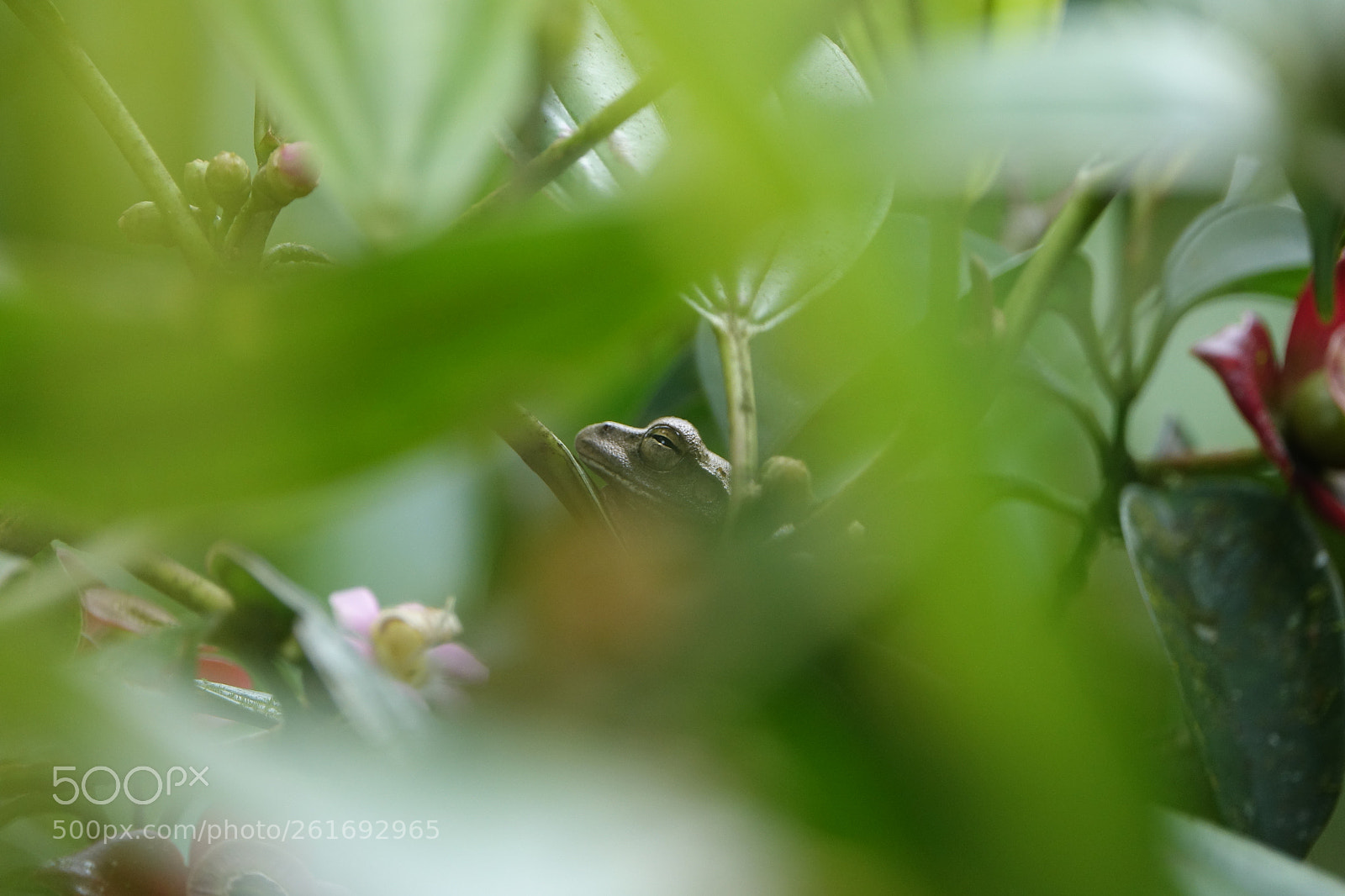 Sony Cyber-shot DSC-RX10 III sample photo. Frog waiting for a photography