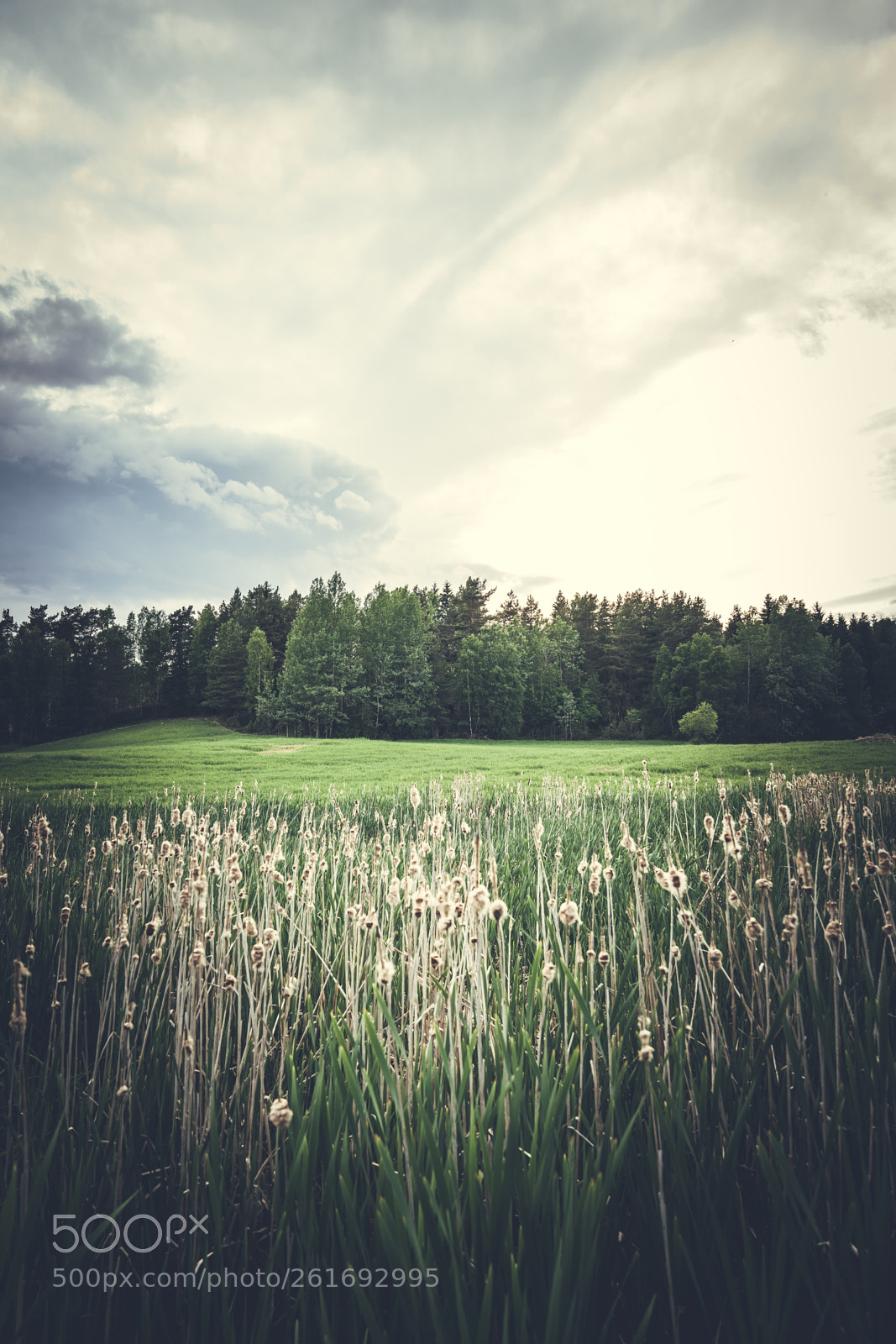 Sony a7R III sample photo. Summer field photography