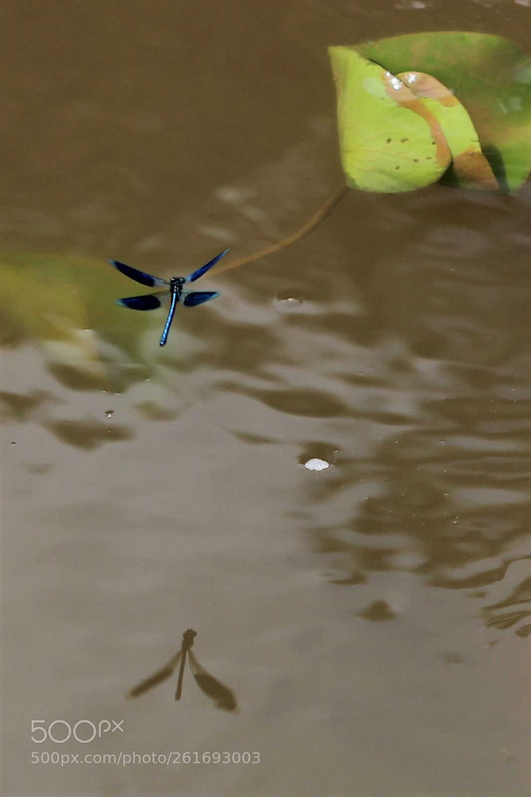 Canon EOS 60D sample photo. Ombre bleue photography
