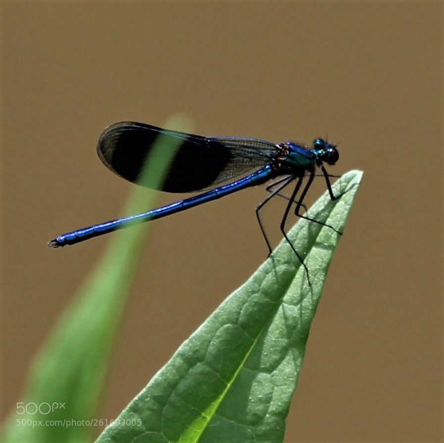 Canon EOS 60D sample photo. Bleue discrete photography