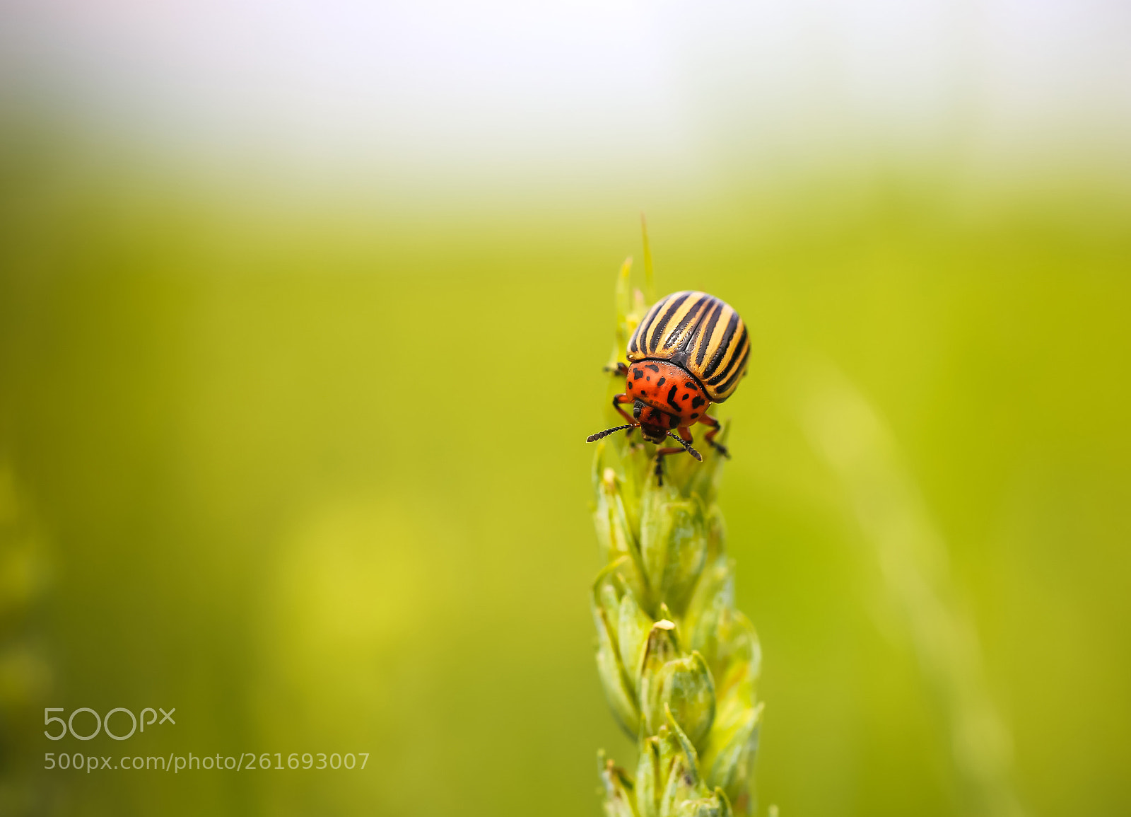 Canon EOS 6D sample photo. Colorado potato beetle 2 photography