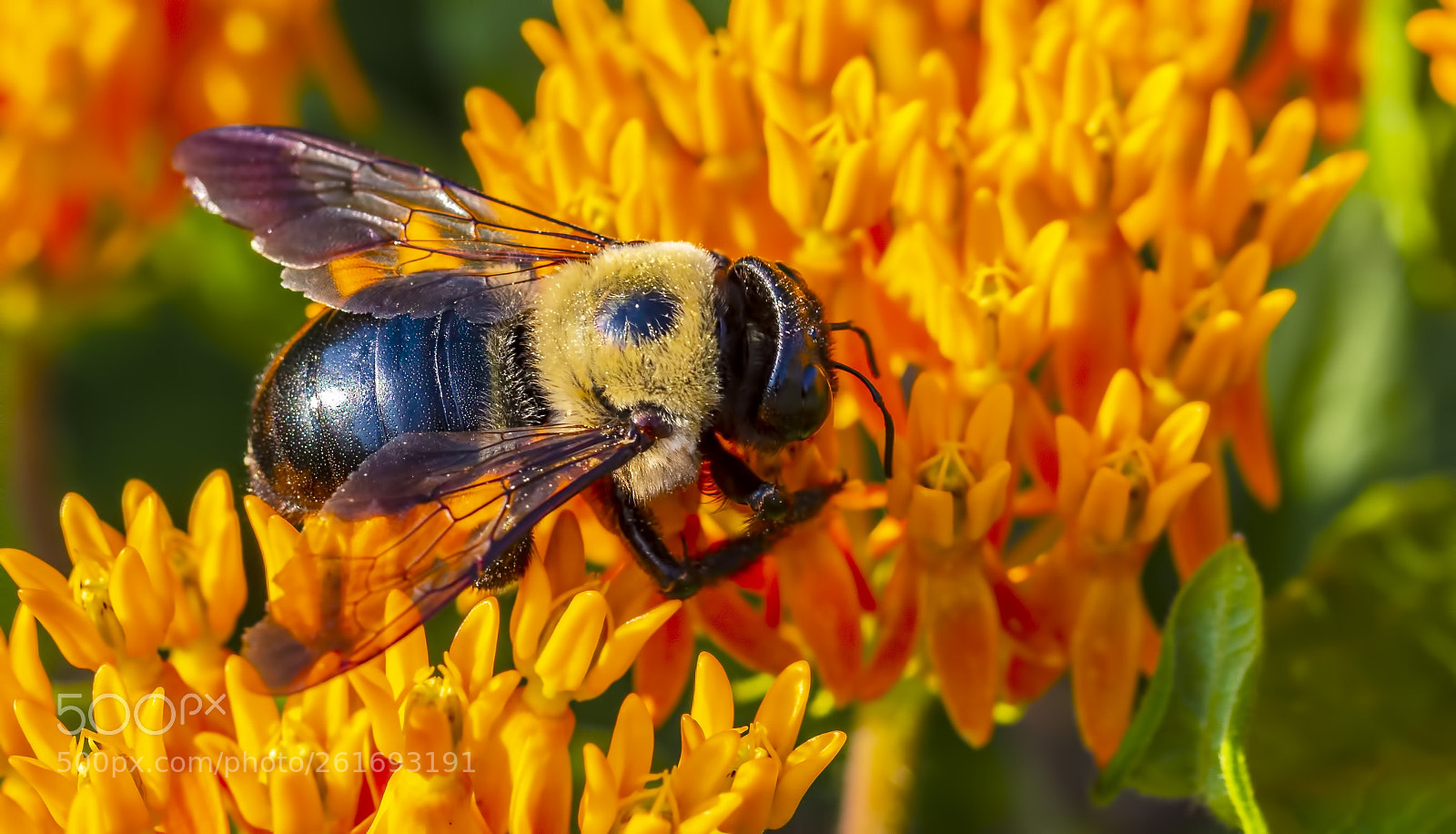 Canon EOS 60D sample photo. Carpenter bee photography