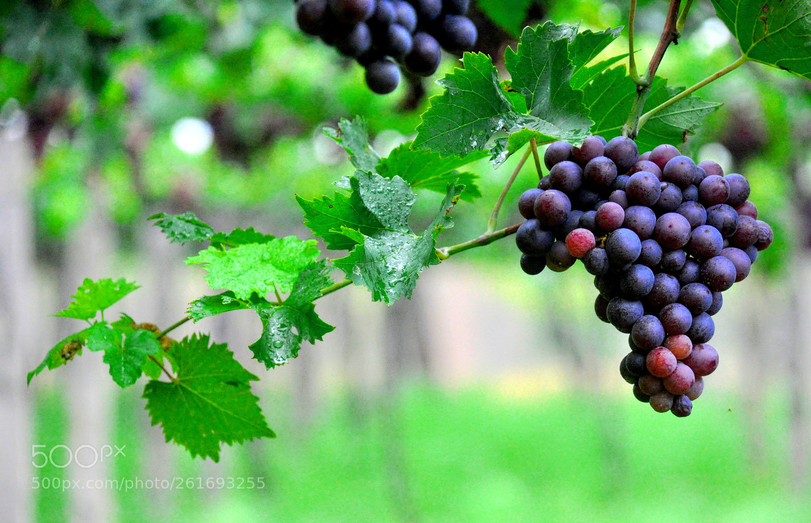 Nikon D90 sample photo. ???? photography