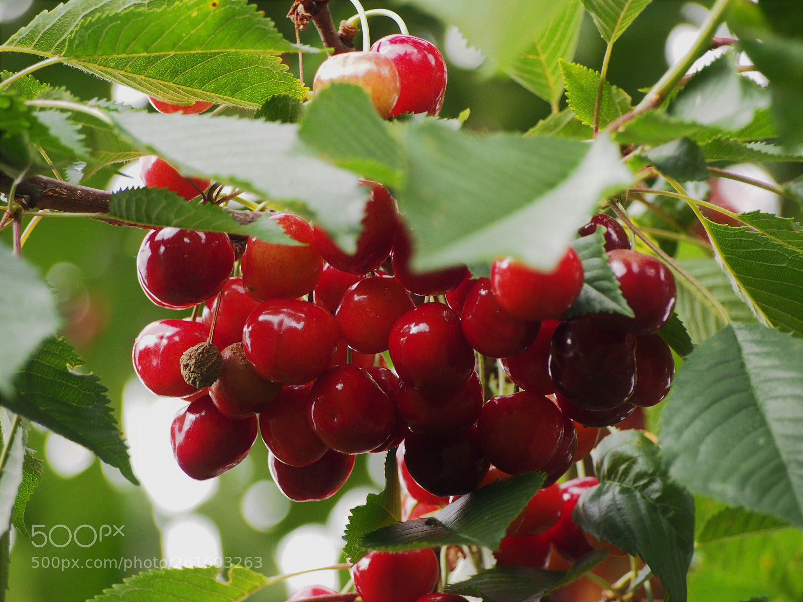 Olympus PEN E-PL5 sample photo. Cherry i photography