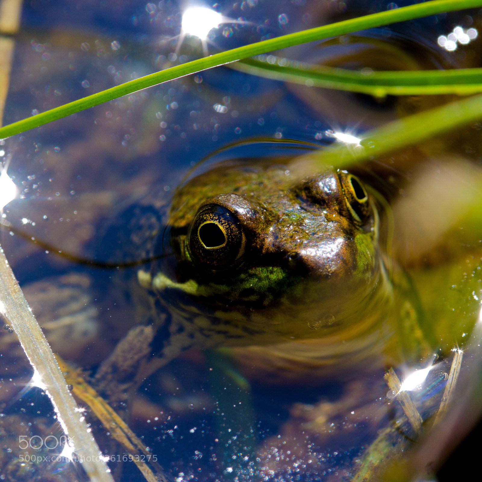 Canon EOS 60D sample photo. Frogger photography