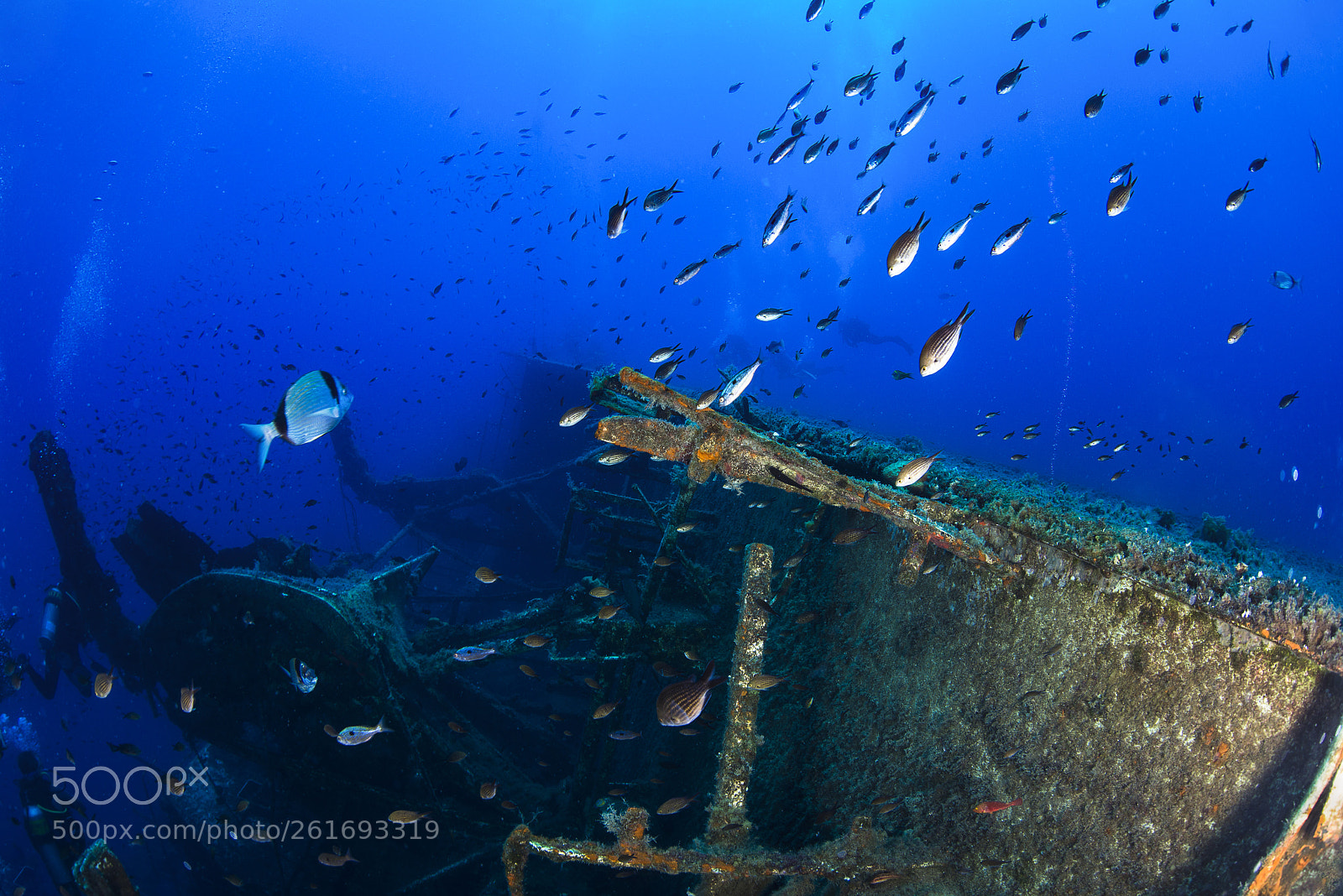 Nikon D800E sample photo. Zenobia blue paradise photography