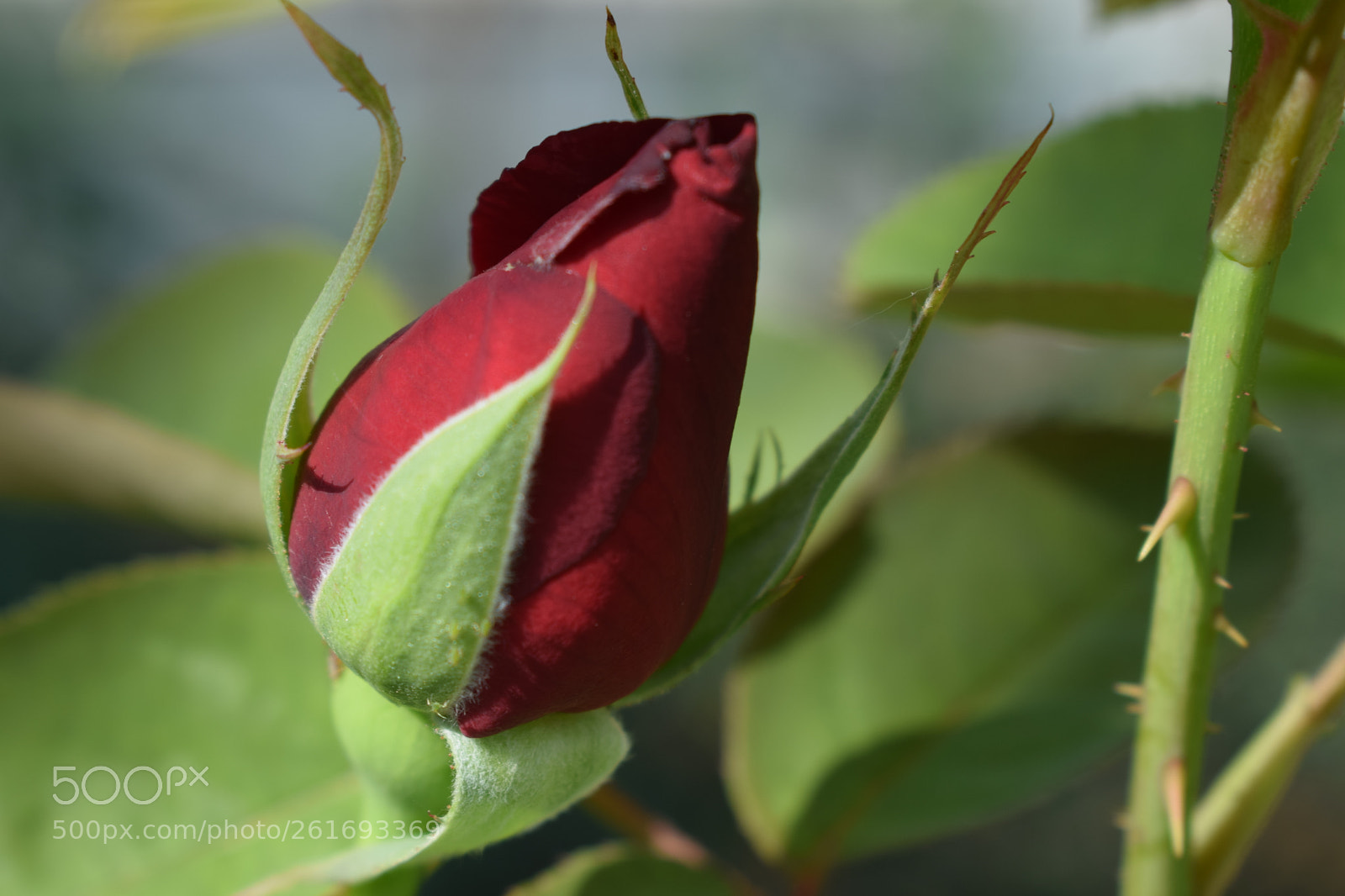 Nikon D3300 sample photo. Untitled photography