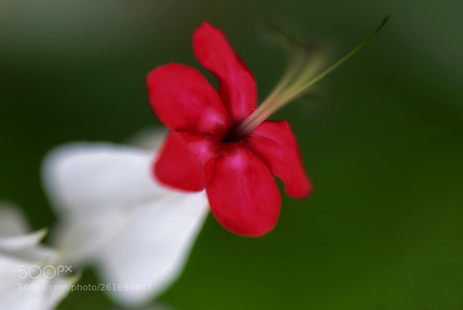 Nikon D610 sample photo. ❣️bleeding heart ❣️ photography