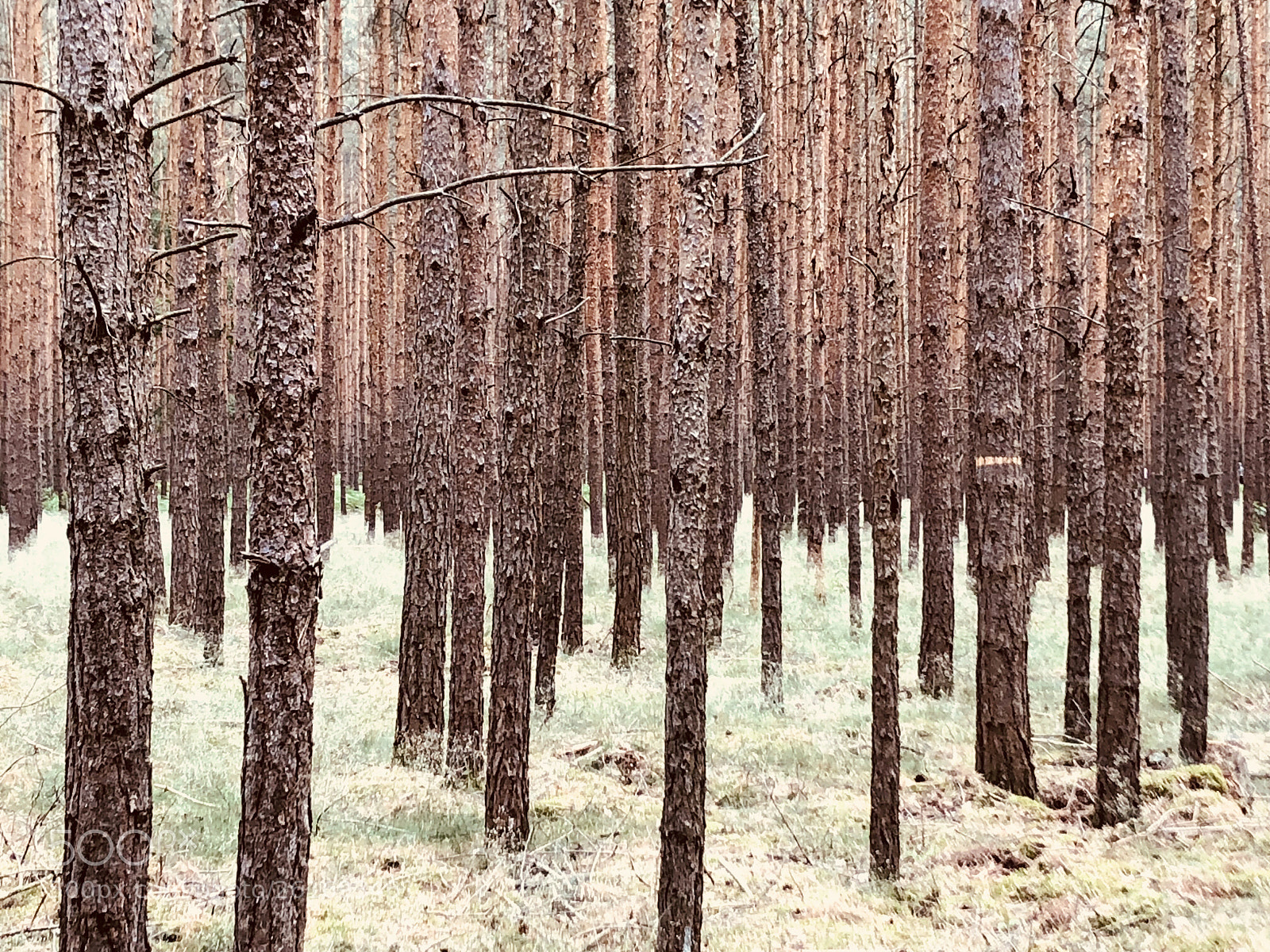 Apple iPhone 8 sample photo. Untitled photography