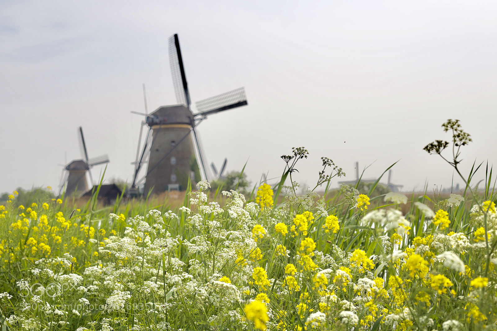 Canon EOS 6D sample photo. Kinderdijk  photography