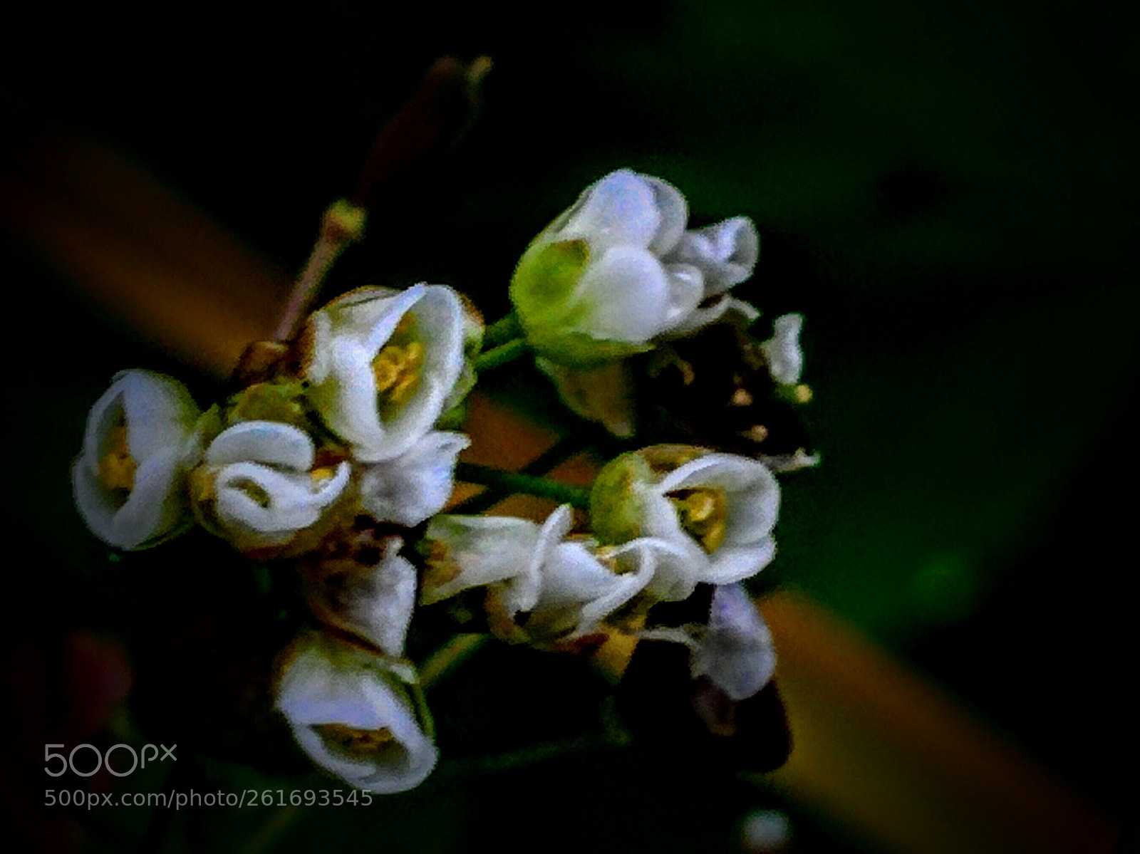 LG Nexus 5 sample photo. Stellaria photography
