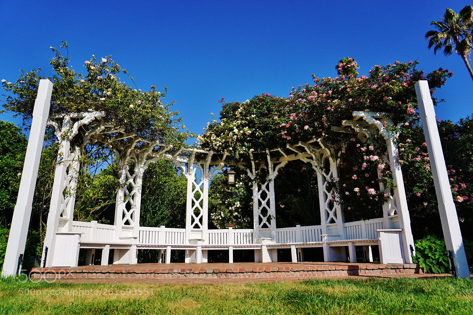 Sony a5100 sample photo. Rose garden photography