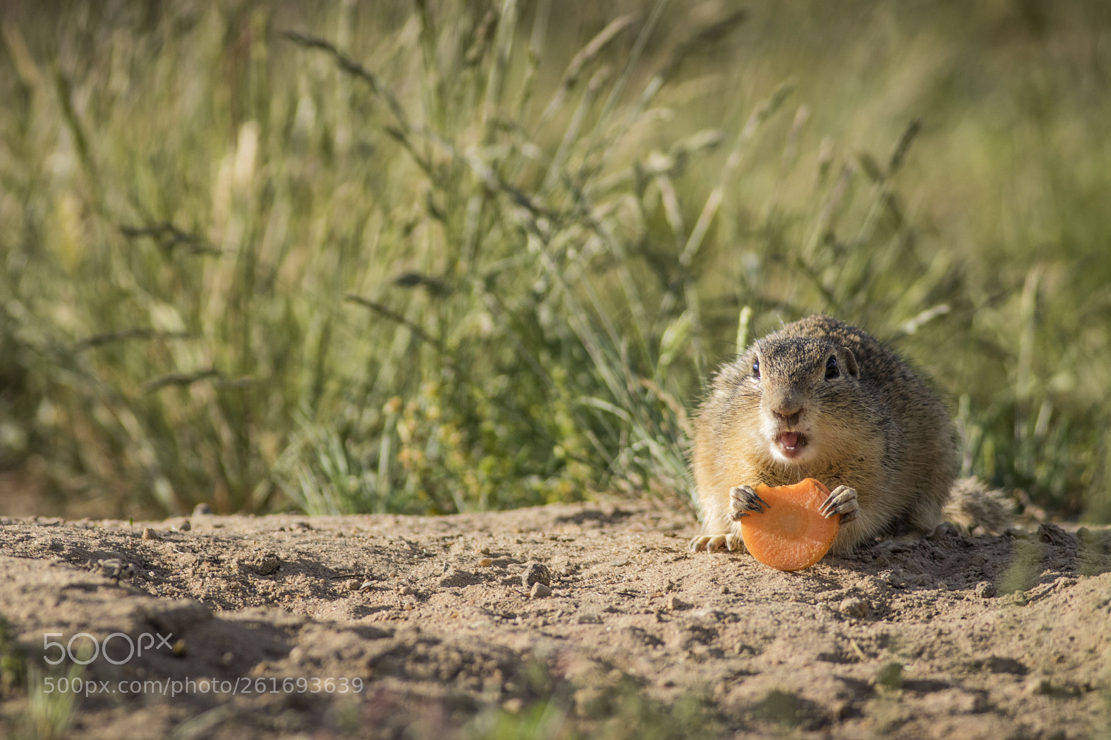 Canon EOS 80D sample photo. Little friend photography