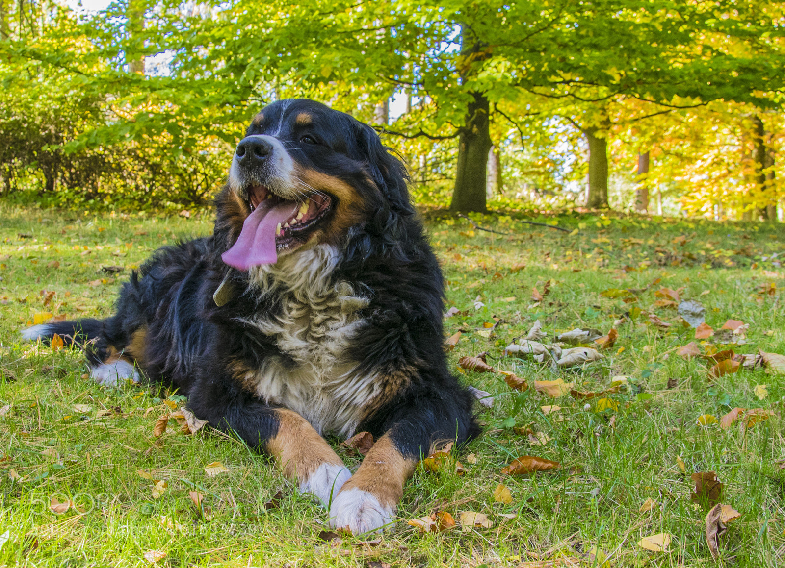Nikon D5300 sample photo. Bernesemountaindog photography