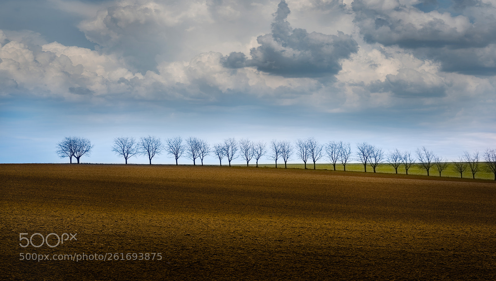Nikon D750 sample photo. Tree and field photography