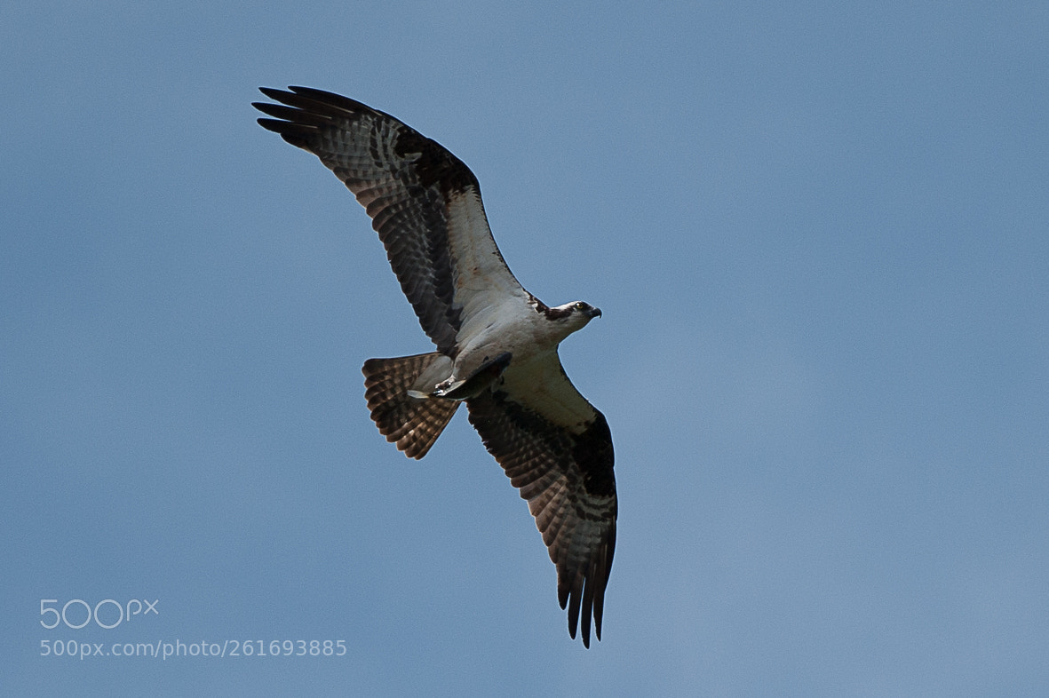 Nikon D700 sample photo. Osprey photography