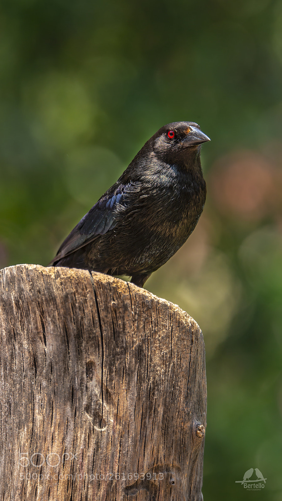 Canon EOS-1D X sample photo. Molothrus aeneus ♂︎ photography