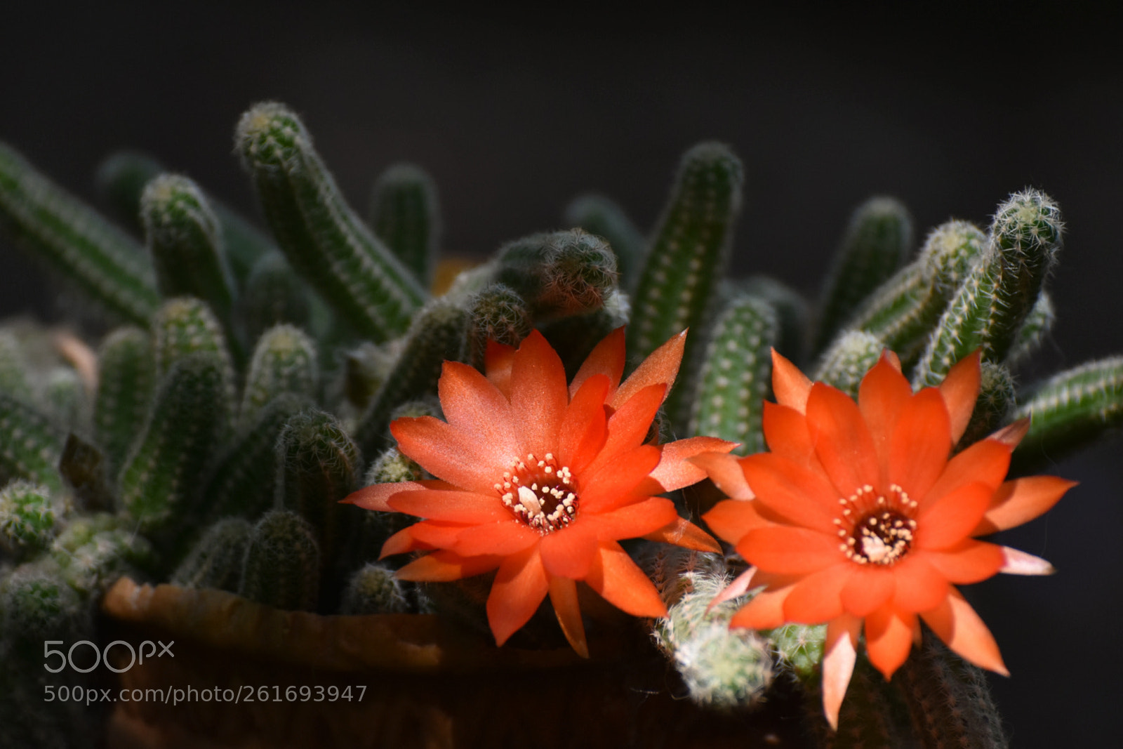 Nikon D7200 sample photo. Beauty and the beasts photography