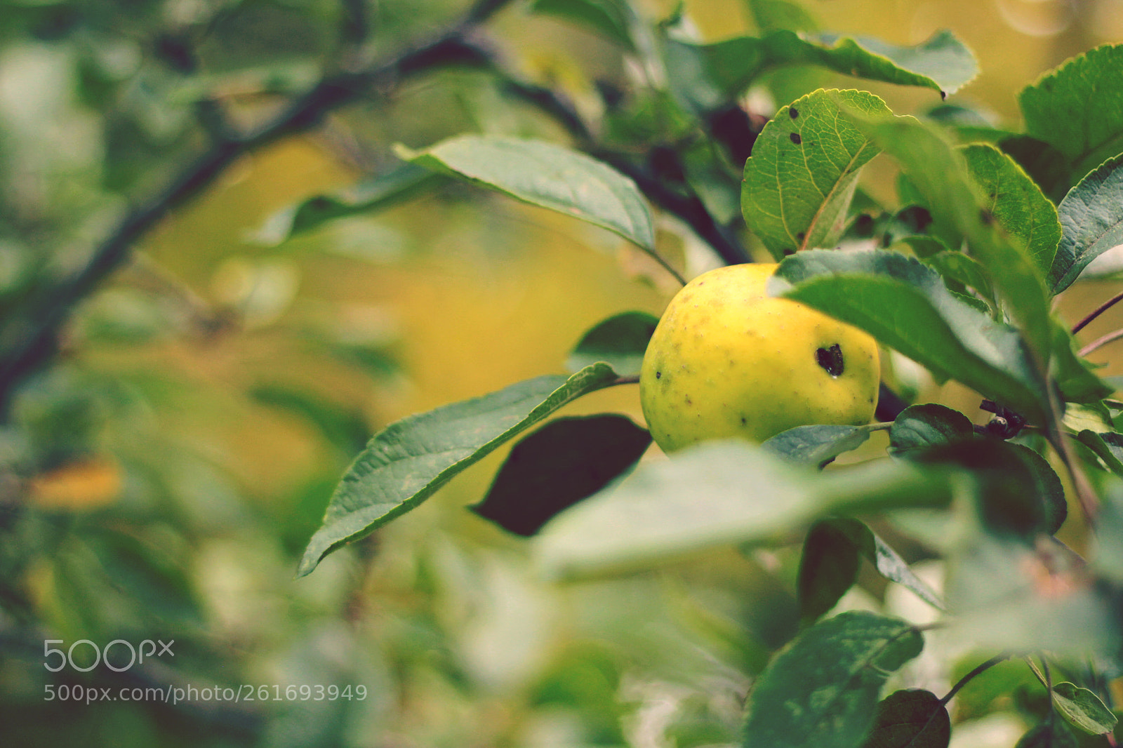 Canon EOS 60D sample photo. Nature's candy photography
