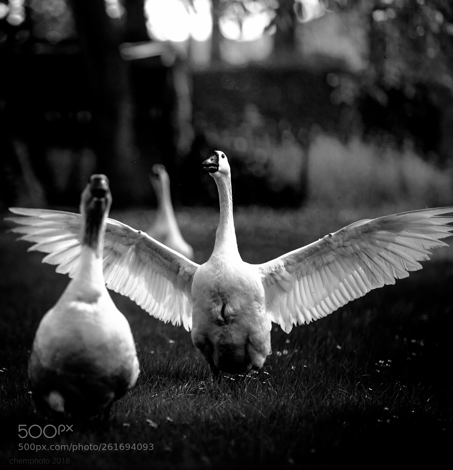 Canon EOS 6D sample photo. Wings of fury... photography