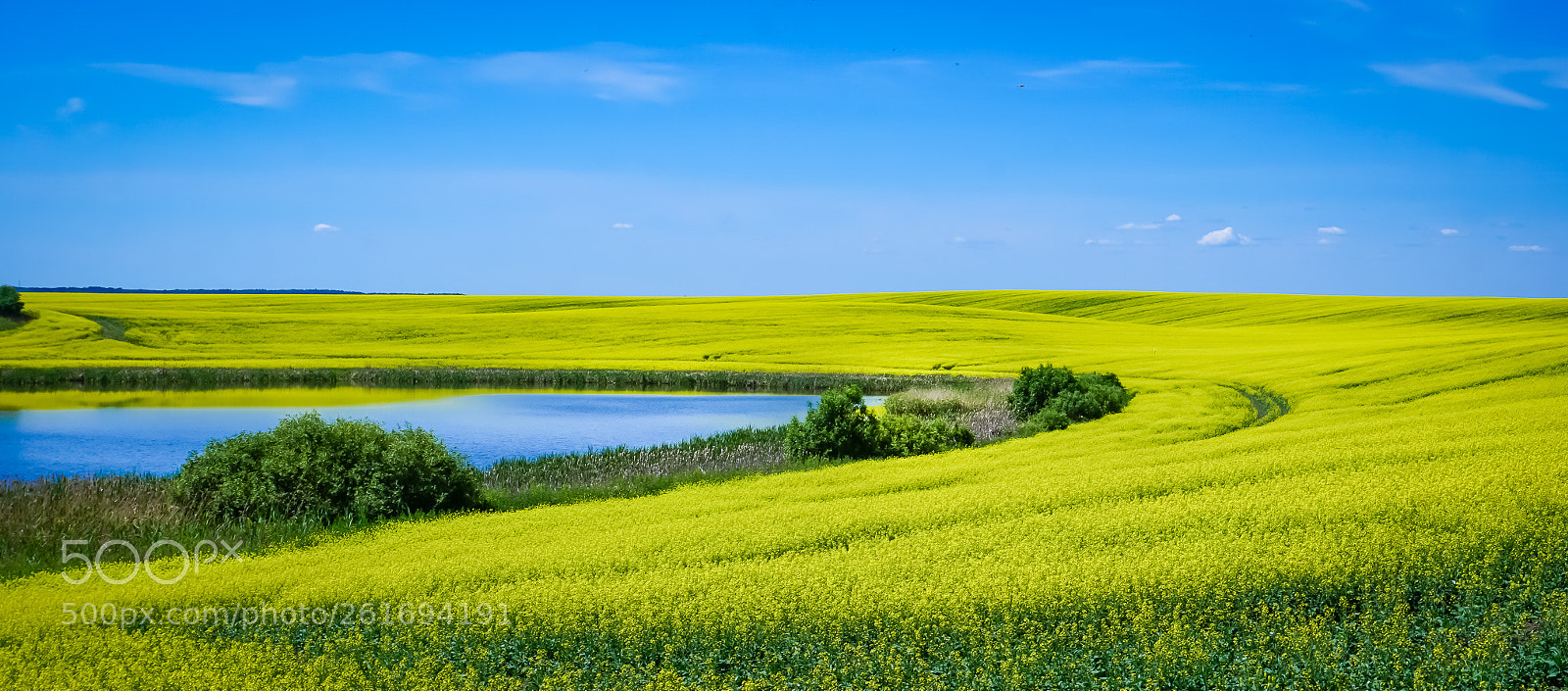 Sony a6000 sample photo. Rapeseed (brassica napus) field photography