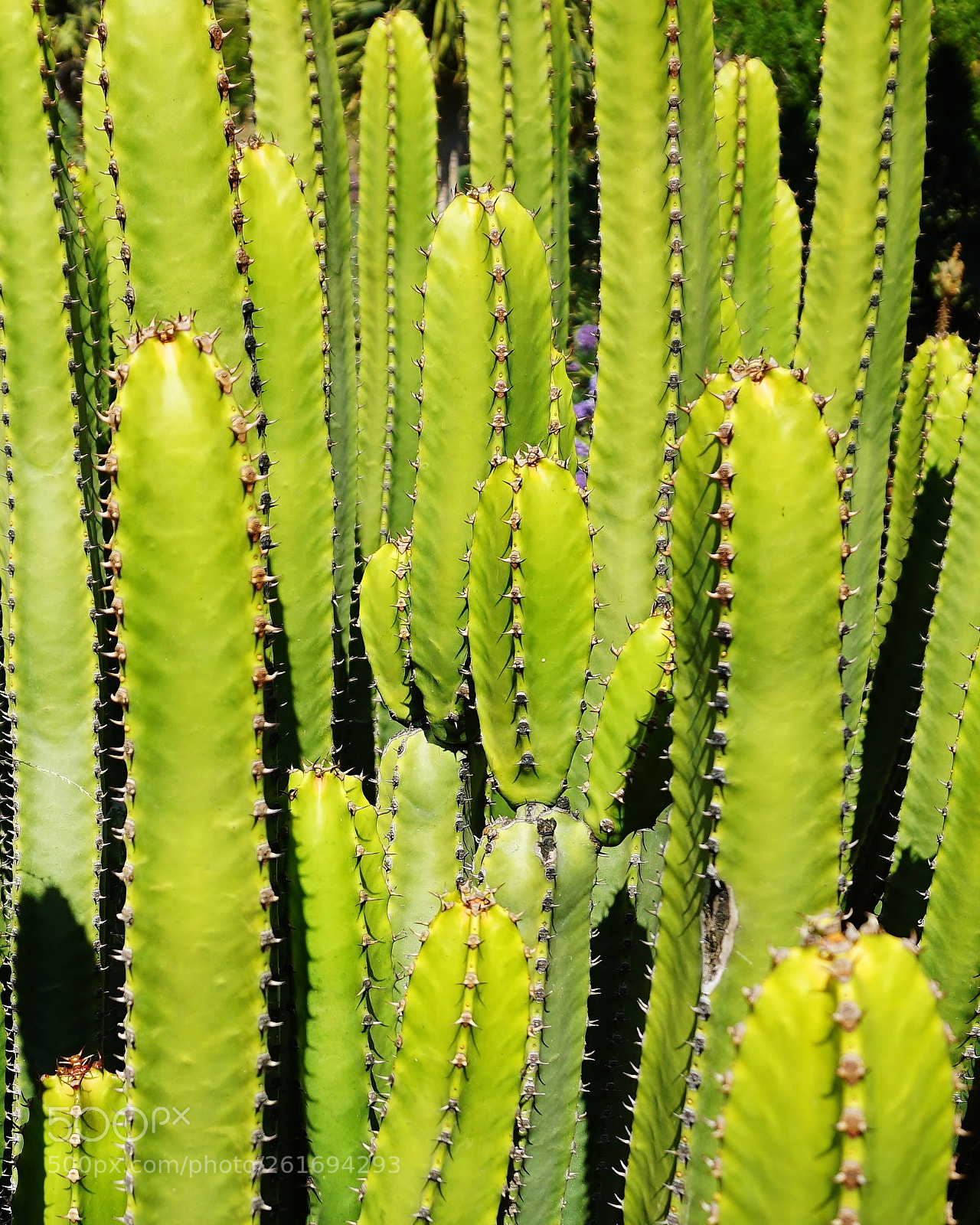 Sony a5100 sample photo. Fierce photography