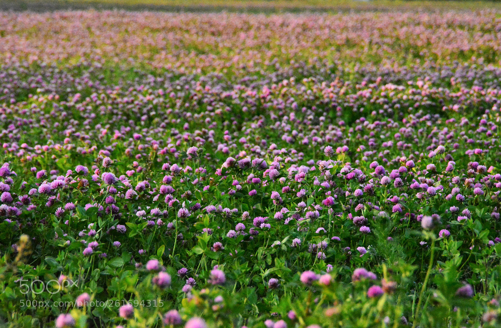 Nikon D5200 sample photo. Field of flowers photography