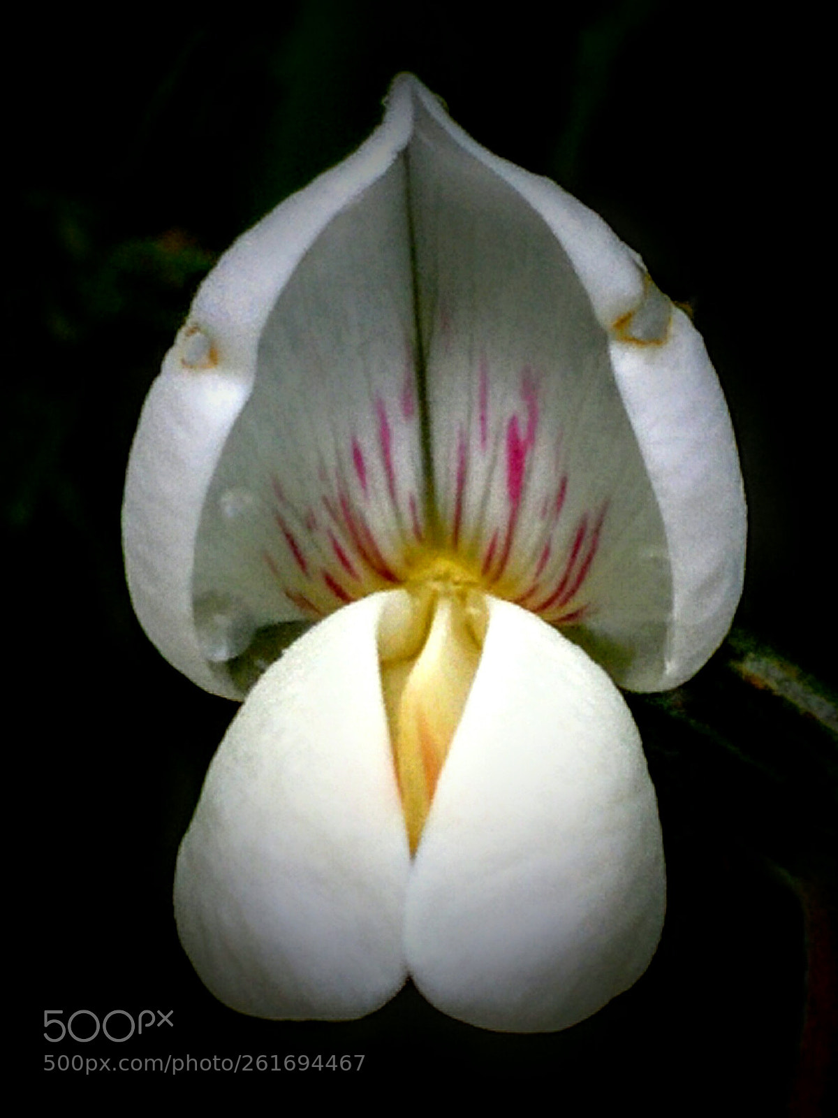 LG Nexus 5 sample photo. Cytisus multiflorus photography