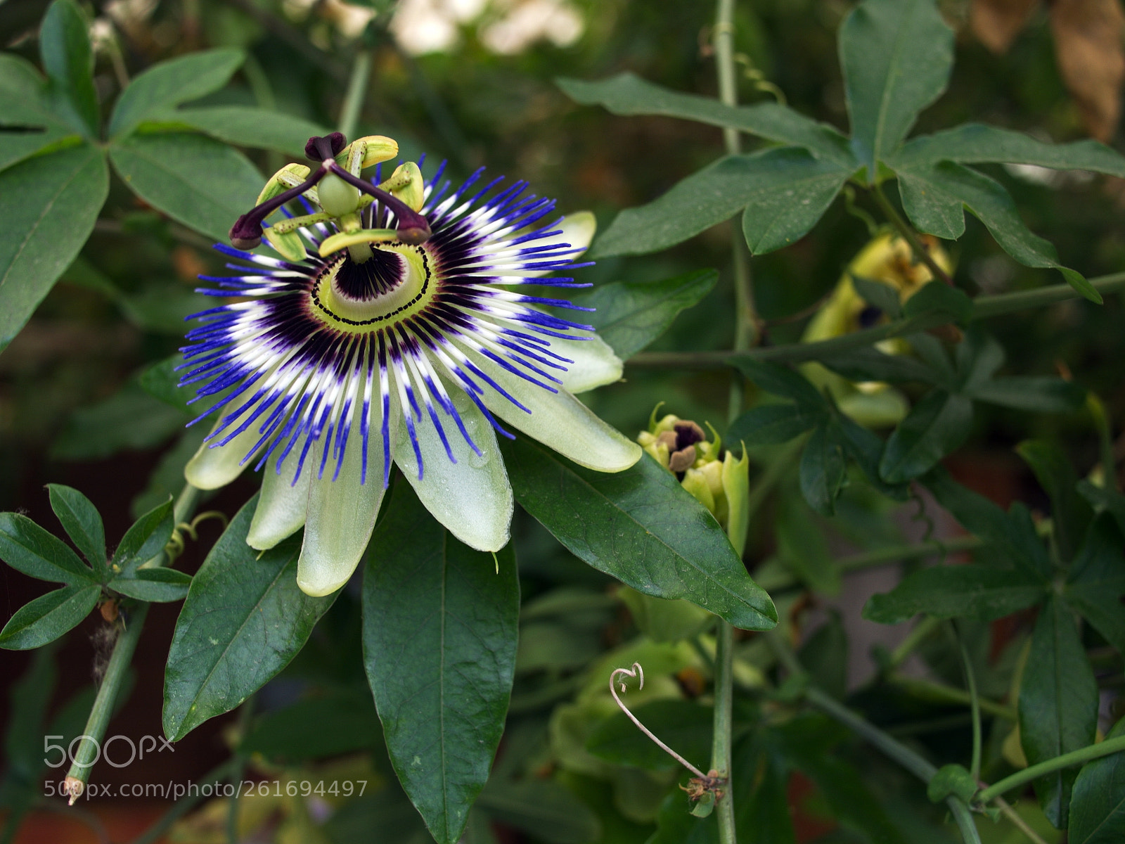 Olympus PEN E-PL5 sample photo. Passiflore photography