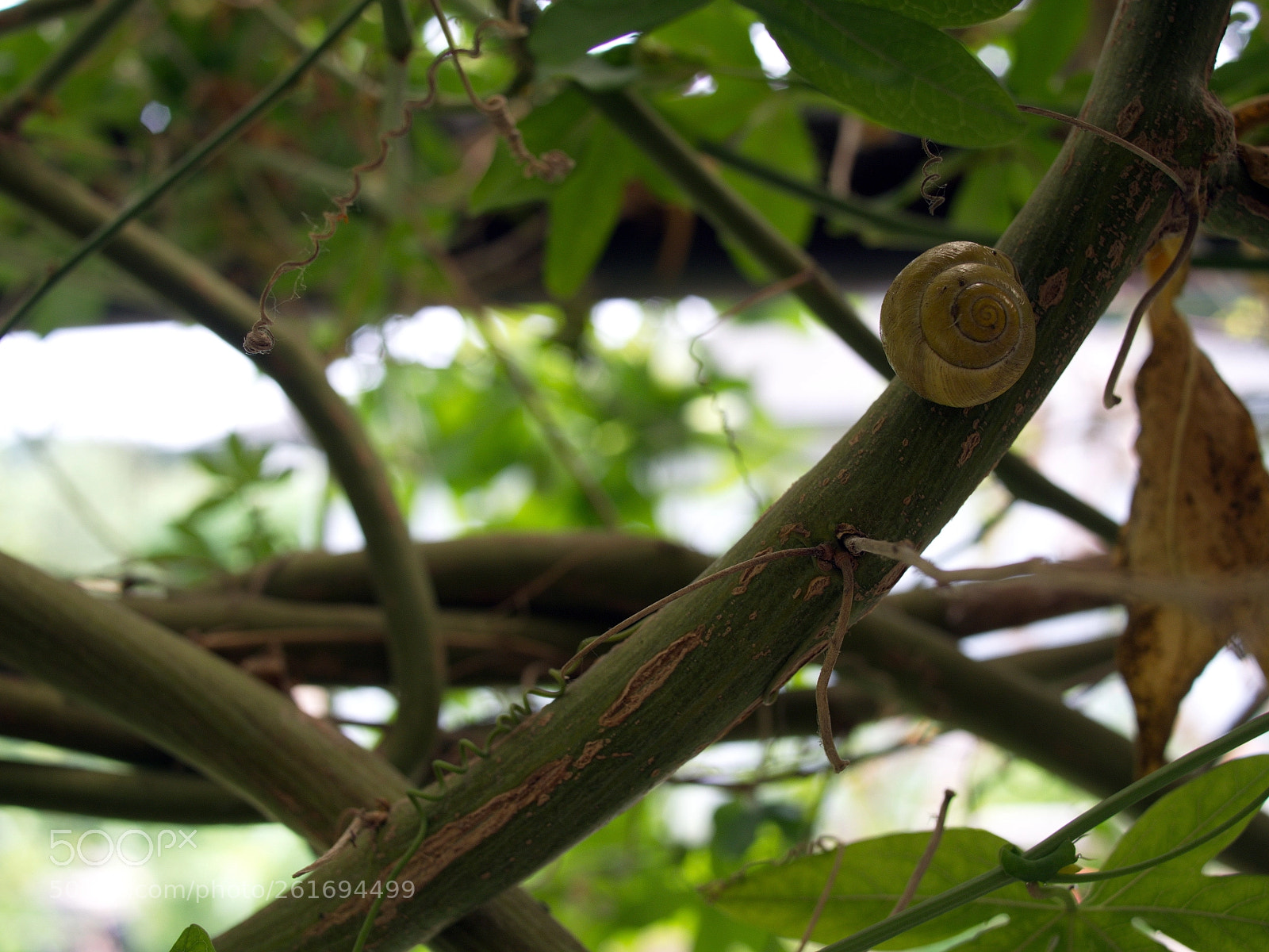 Olympus PEN E-PL5 sample photo. Siesta photography