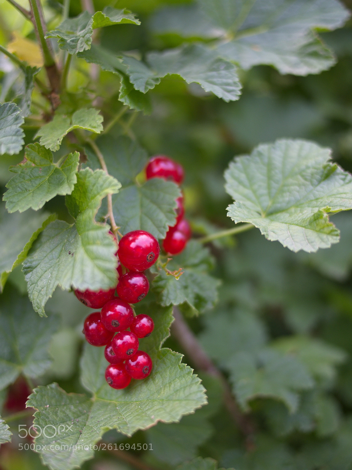 Olympus PEN E-PL5 sample photo. Red currants photography