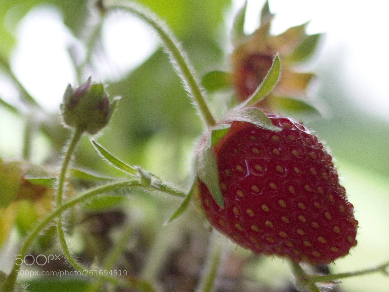 Olympus PEN E-PL5 sample photo. Wild strawberry photography