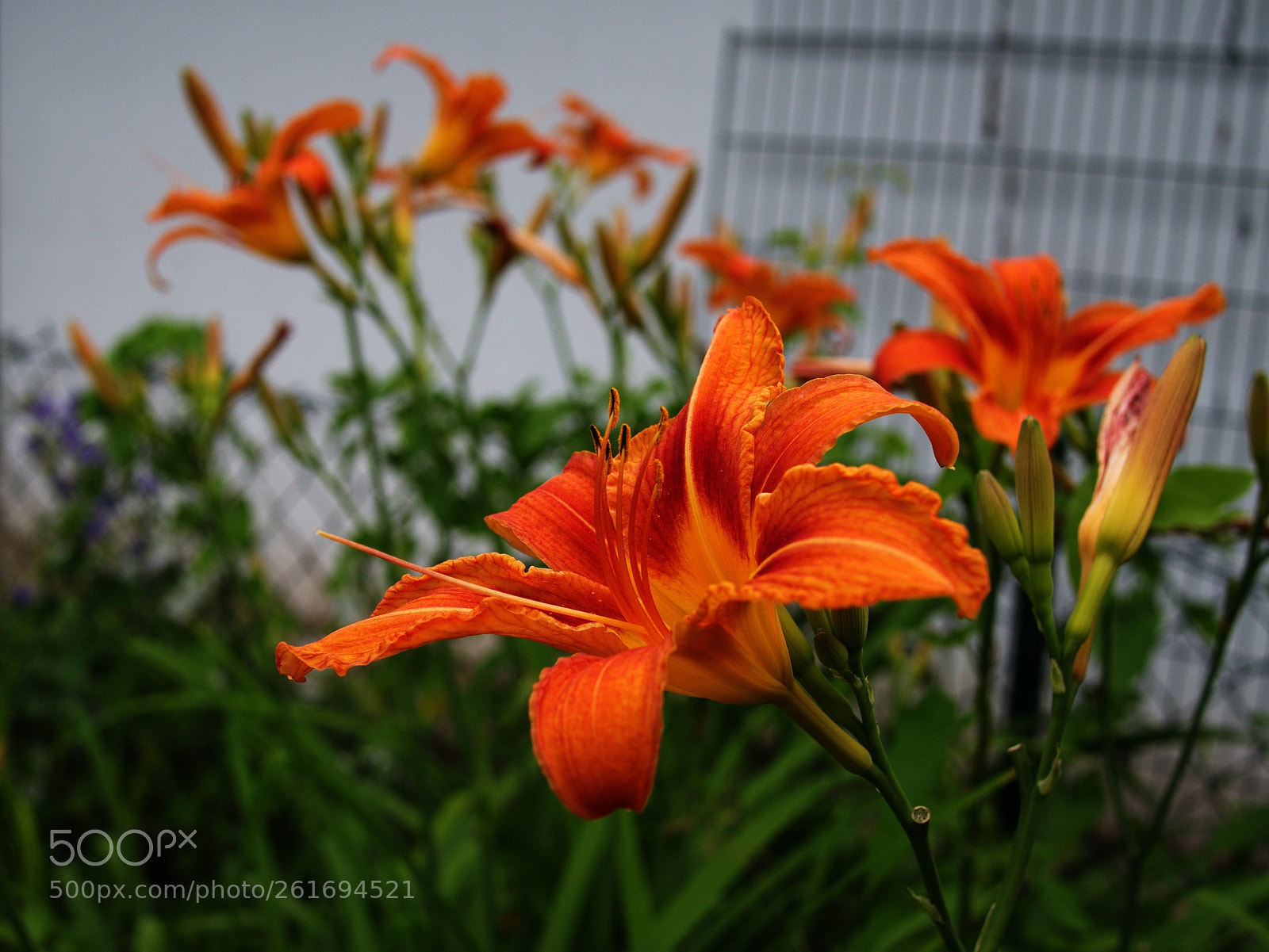 Olympus PEN E-PL5 sample photo. Flaming orange photography