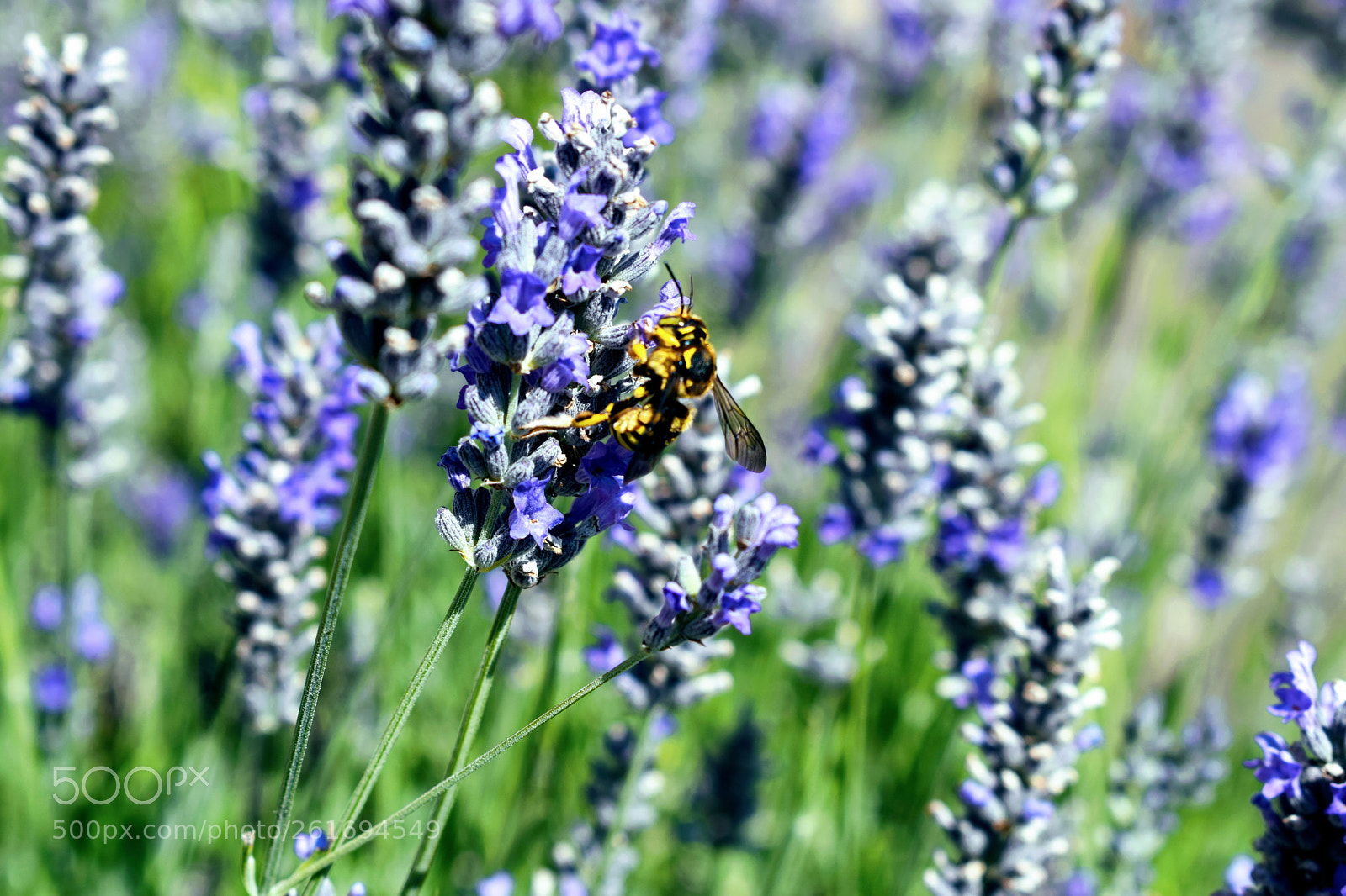 Nikon D3300 sample photo. Untitled photography