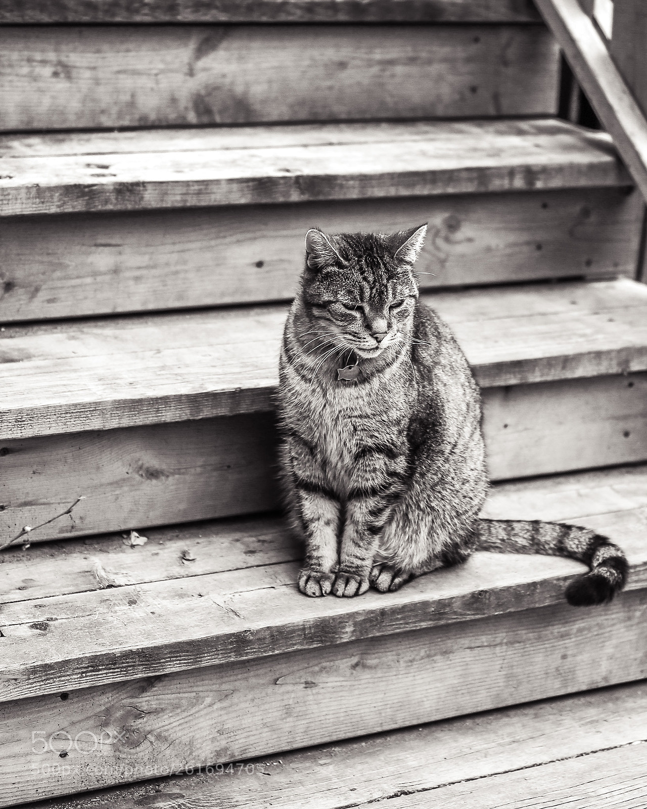 Canon EOS 6D sample photo. Fishcollar photography