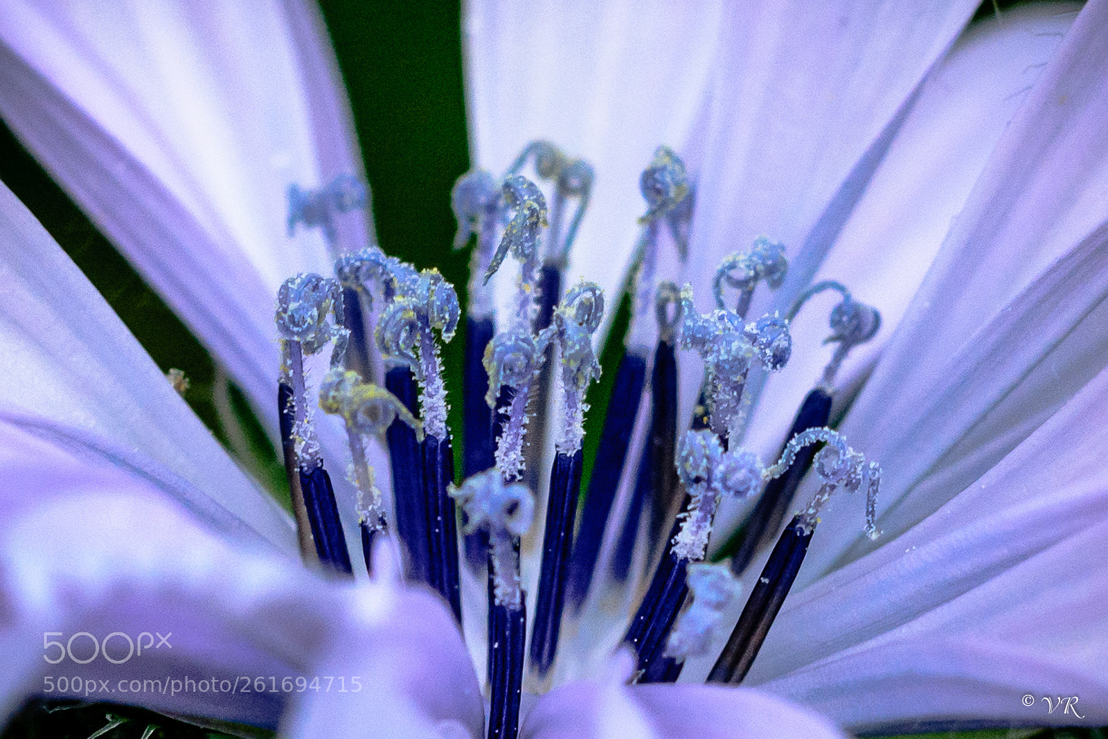 Nikon D7100 sample photo. Flower photography