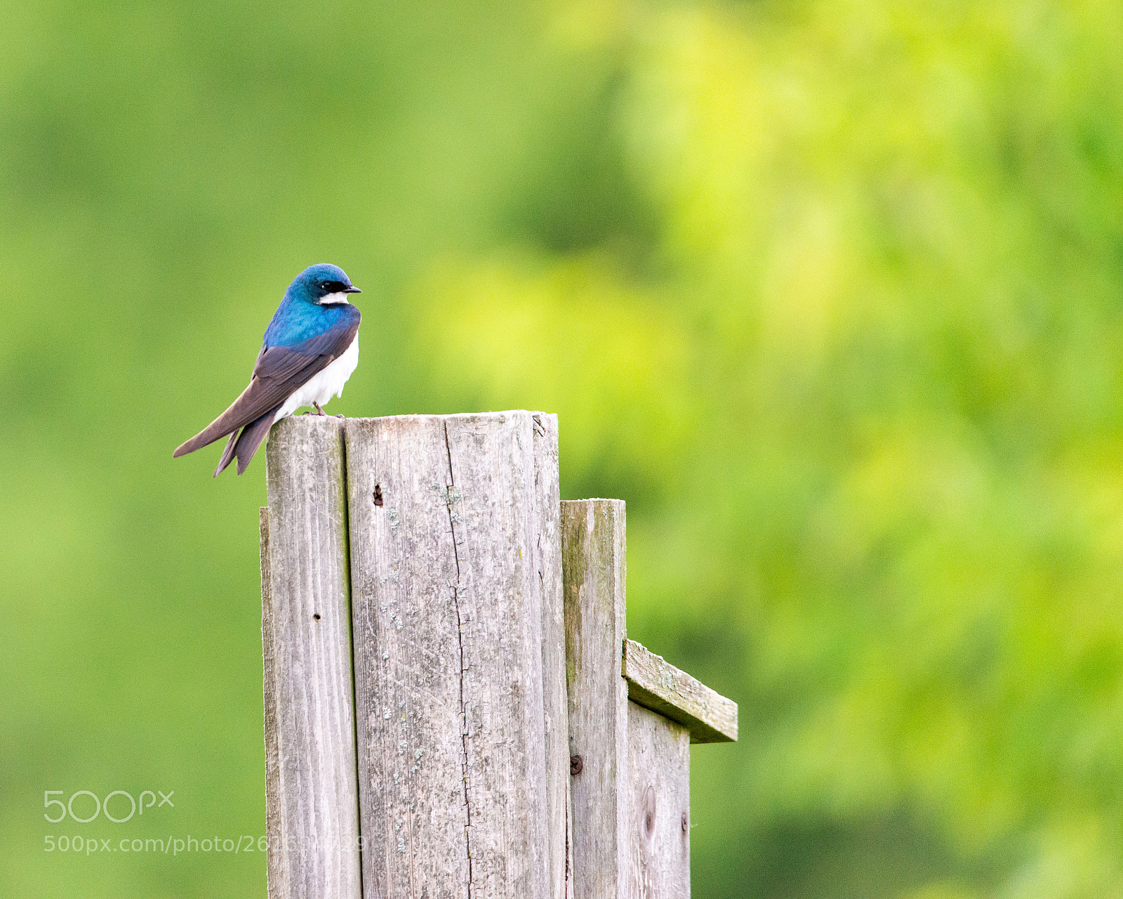 Nikon D800 sample photo. Blue bird photography