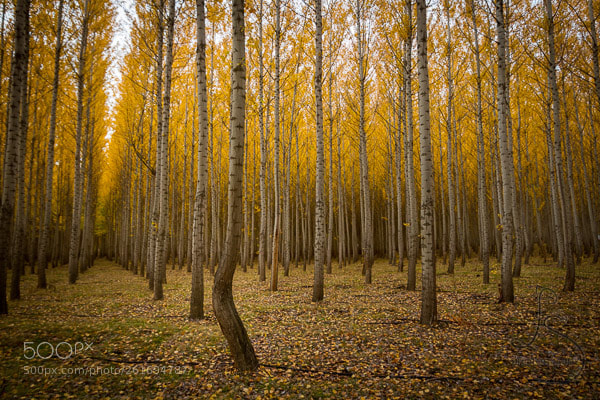 Canon EOS 7D sample photo. Boardman rogue photography