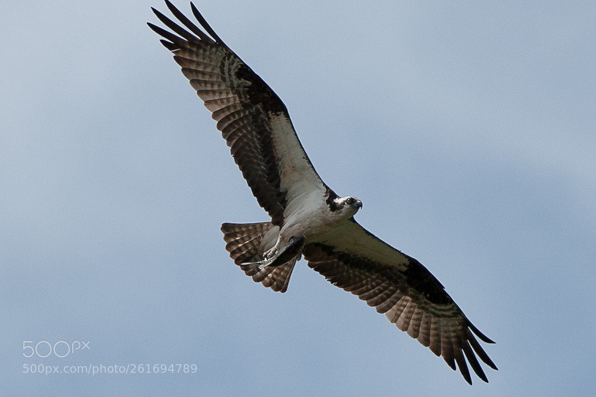 Nikon D700 sample photo. Osprey showing off his photography