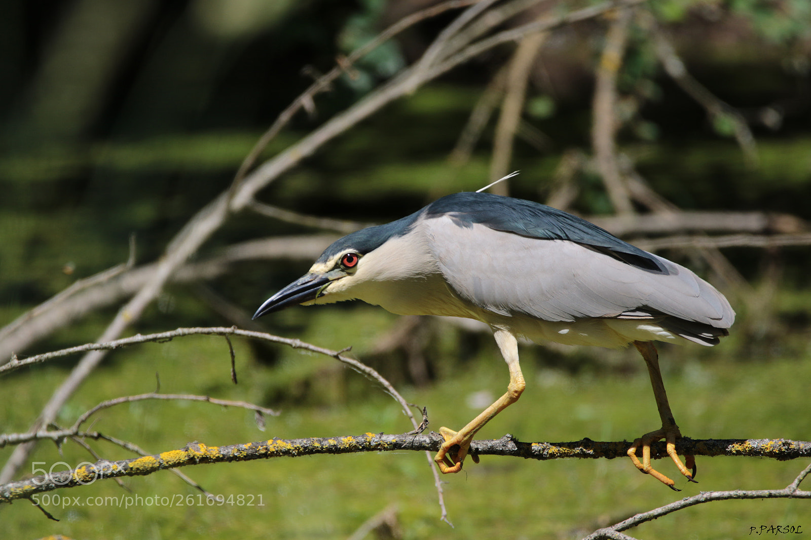Canon EOS 7D Mark II sample photo. Héron bihoreau photography