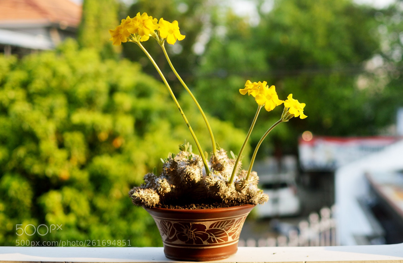 Nikon D3200 sample photo. Pachypodium brevicaule x densiflorum photography