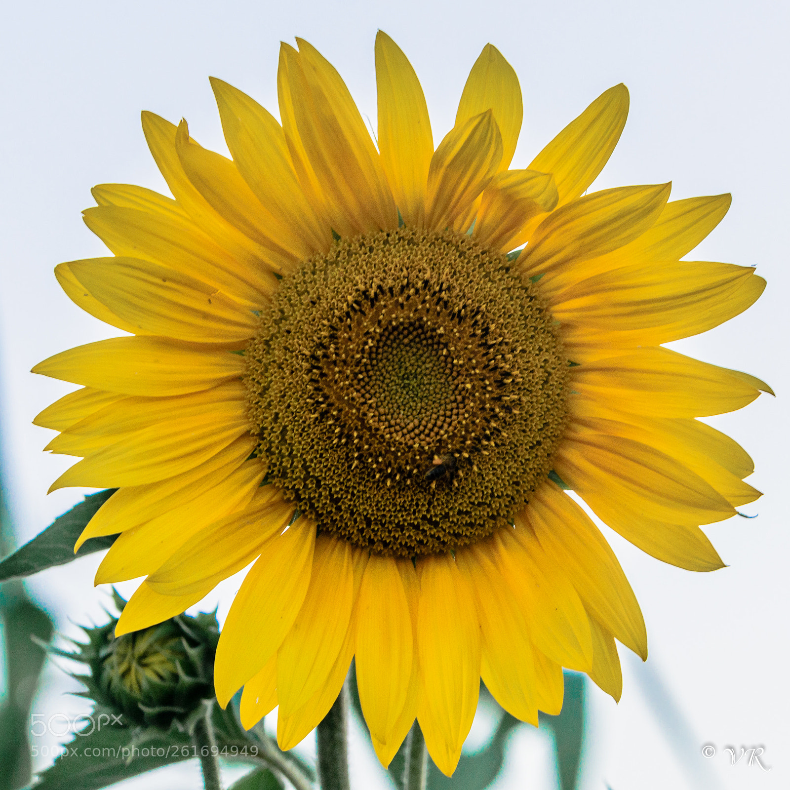 Nikon D5100 sample photo. Sunflowers photography